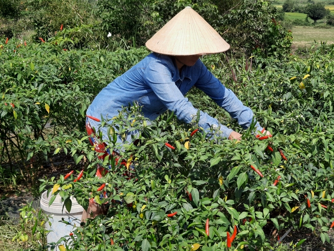 Tại Bình Định, diện tích sản xuất lúa có xu hướng giảm, nhường chỗ cho cây trồng cạn để tiết kiệm nước. Ảnh: Vũ Đình Thung.