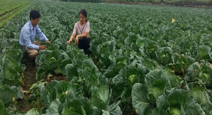 Giống bắp cải CT17 được trồng phổ biến ở xã Phạm Trấn (Gia Lộc, Hải Dương). Ảnh: Hải Tiến.