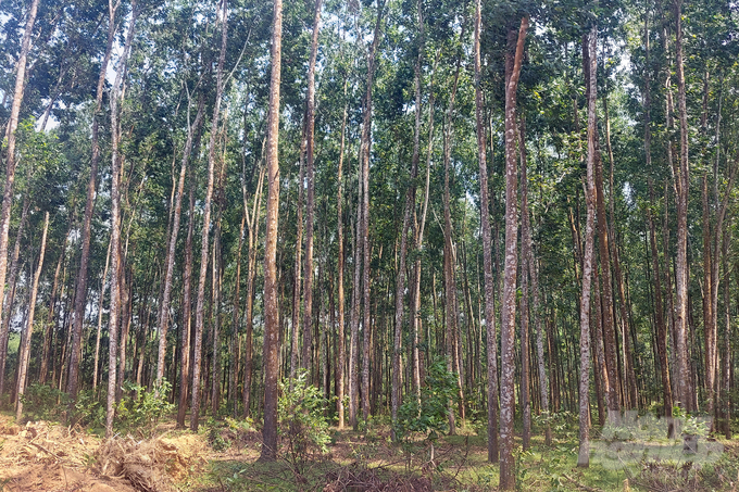 Đa phần người dân Cam Thủy không còn đốt thực bì sau khai thác rừng, nhờ đó tốc độ sinh trưởng của rừng rất tốt, năng suất luôn cao hơn 15 - 25% so với việc đốt thực bì. Ảnh: Võ Dũng.
