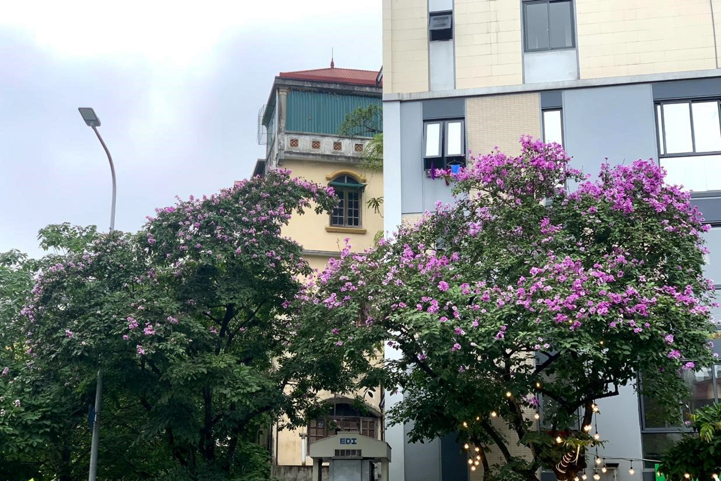 Vào mỗi dịp đầu hè từ tháng 5 đến tháng 6, dạo quanh một vòng phố phường, ta dễ dàng bắt gặp những cây bằng lăng tím nở rộ, điểm tô thêm vẻ thơ mộng, lãng mạn cho từng góc phố Hà Nội.