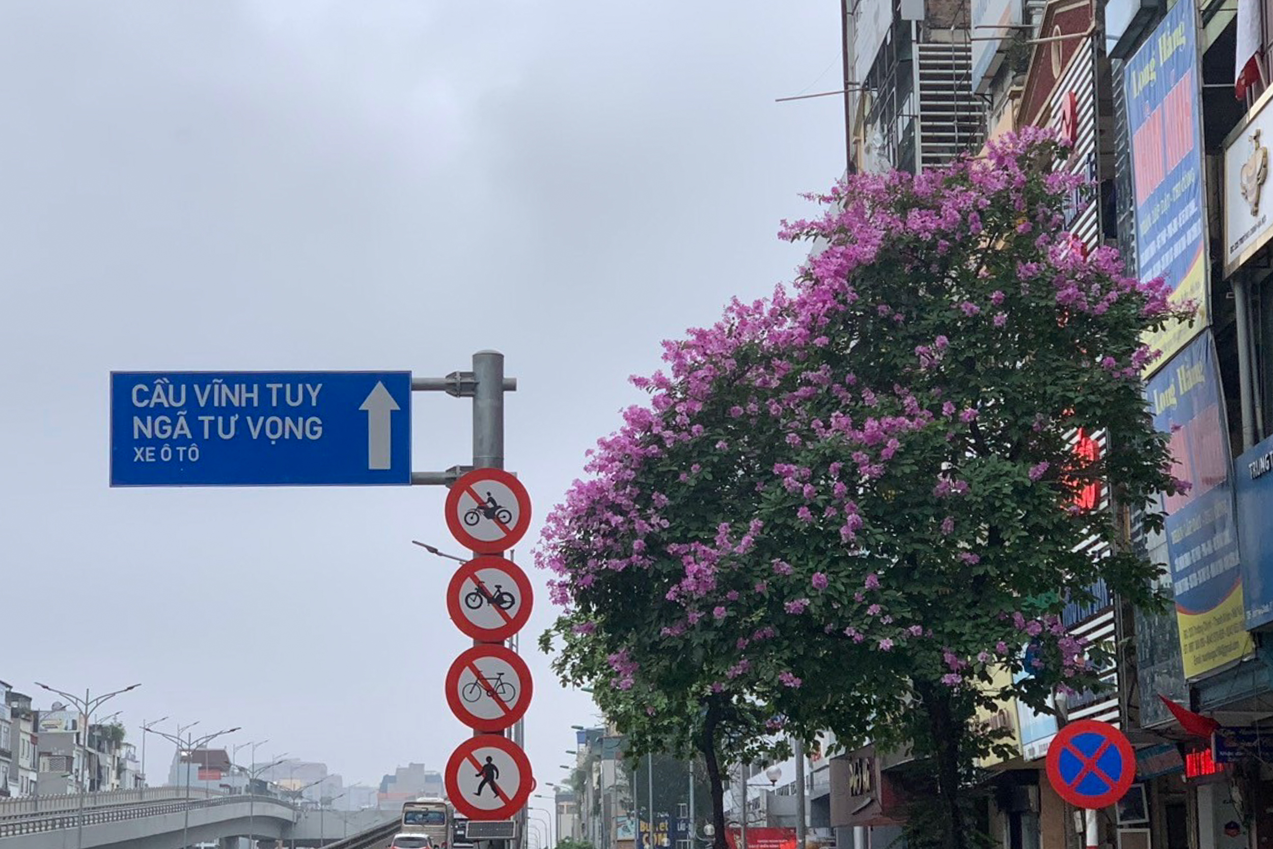 Những cánh hoa tím tô điểm thêm cho phố phường Hà Nội một vẻ đằm thắm, dịu dàng và tràn đầy sức sống. Từ lâu, sắc tím bằng lăng đã trở thành nét đẹp đặc trưng của Thủ đô mỗi khi hè về.