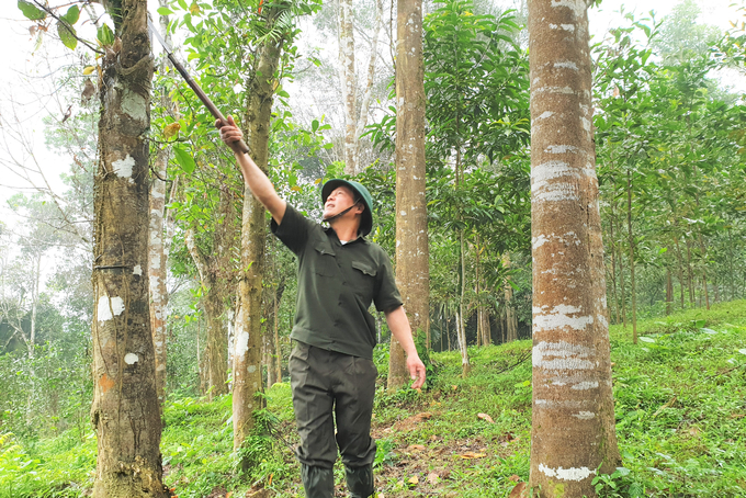 Các chủ rừng ở Hà Tĩnh đang kỳ vọng rất lớn vào nguồn lực từ tiềm năng bán tín chỉ các bon. Ảnh: Võ Dũng.
