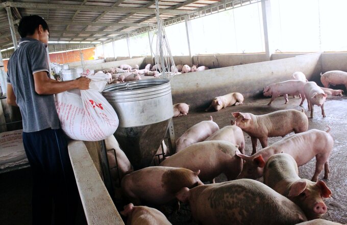 Chăn nuôi lợn theo hình thức trang trại tại Bình Thuận. Ảnh: Kim Sơ.