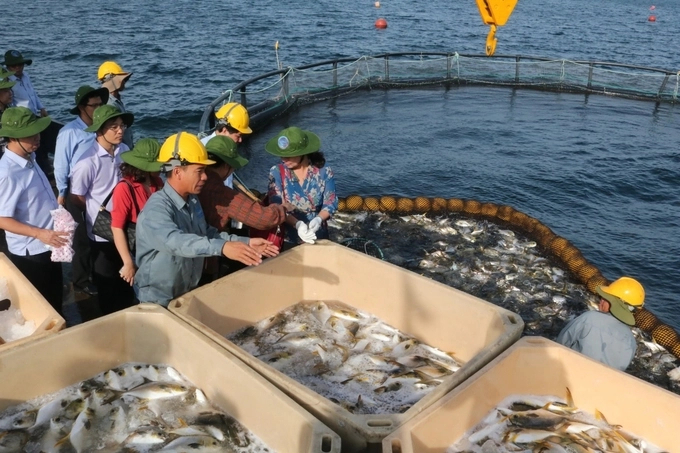 Breeding industrial yellowfin pompano in Van Phong Bay using HDPE cage technology. Photo: K.S.