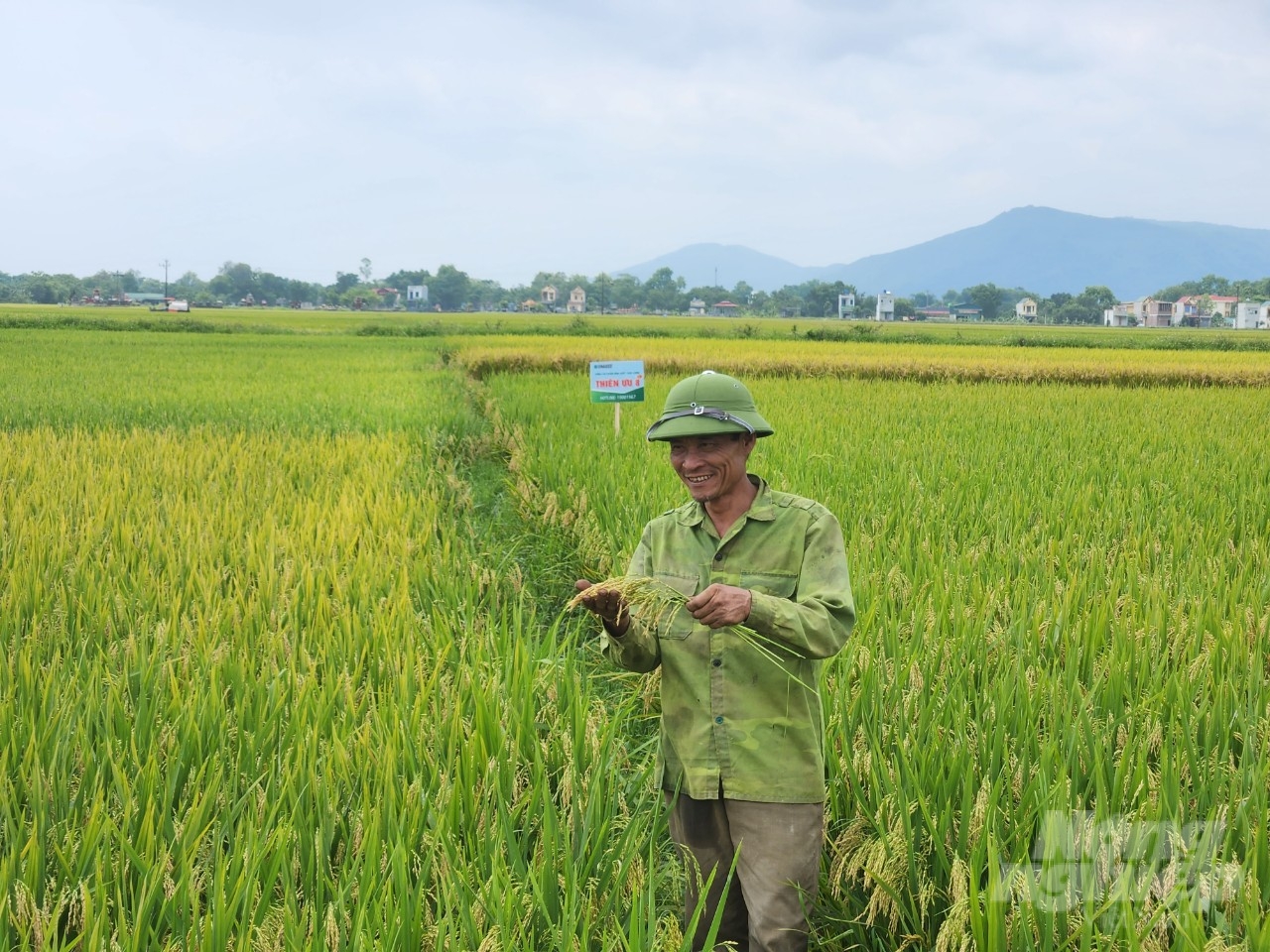 Ông Hoàng Khắc Đằng phấn khởi vì giống lúa Thiên ưu 8 thế hệ mới hứa hẹn cho năng suất cao. Ảnh: Quốc Toản.