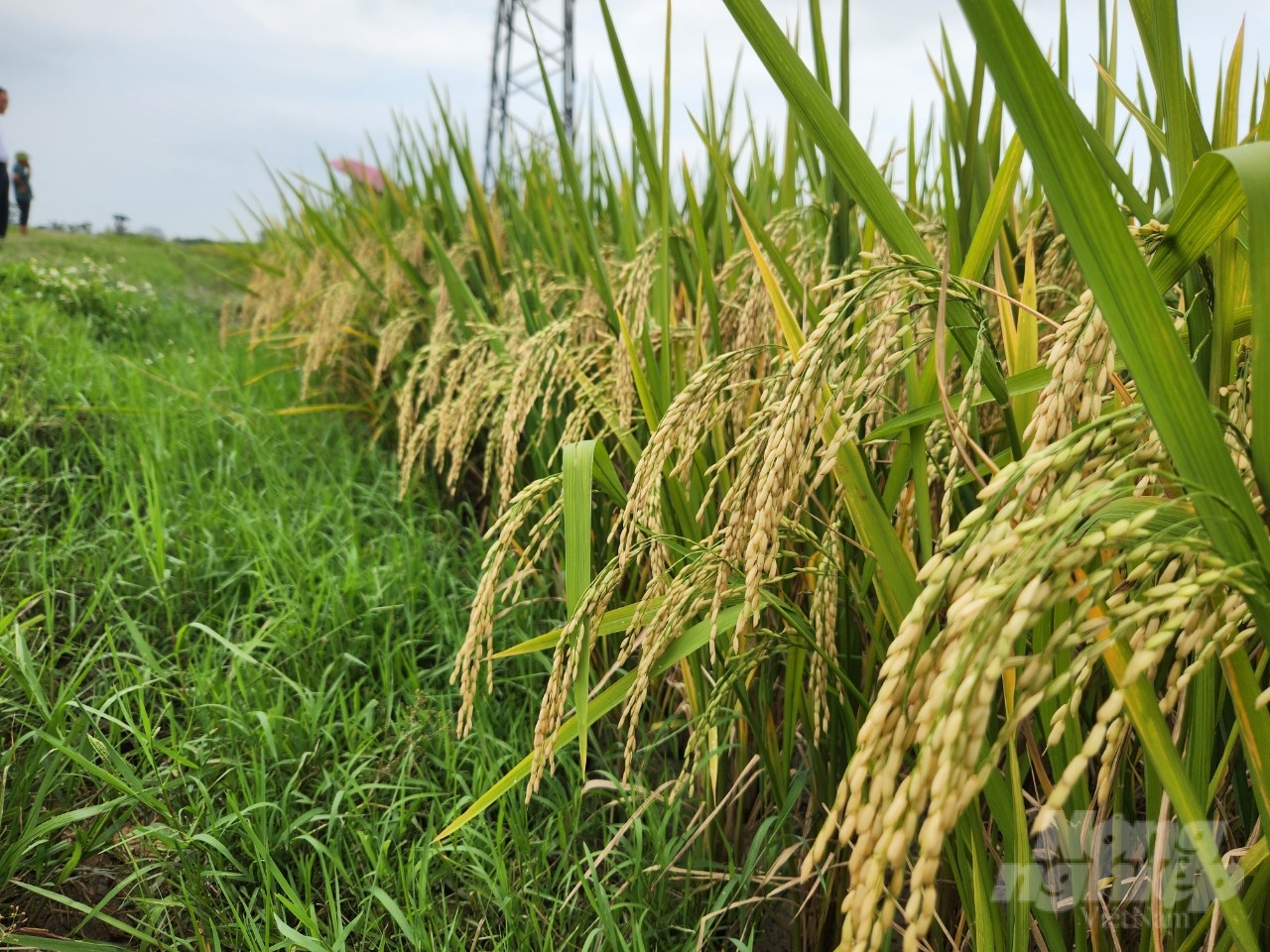 Giống lúa Thiên ưu 8 thế hệ mới có ưu điểm chống đổ tốt, chịu rét, chịu thâm canh, thích ứng rộng với nhiều vùng sinh thái. Ảnh: Quốc Toản.