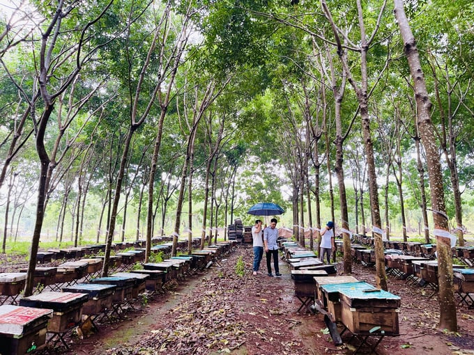 Khách du lịch tham quan mô hình nuôi ong lấy mật dưới rừng cao su của HTX Minh Phát Farms. Ảnh: Đăng Lâm.