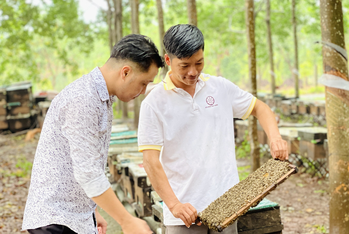 Anh Lập (bên phải) hướng dẫn khách du lịch cách thu hoạch mật ong. Ảnh: Đăng Lâm.
