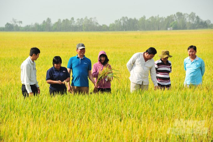 An Giang strives to have 261 effective agricultural cooperatives by 2025. Photo: Le Hoang Vu.