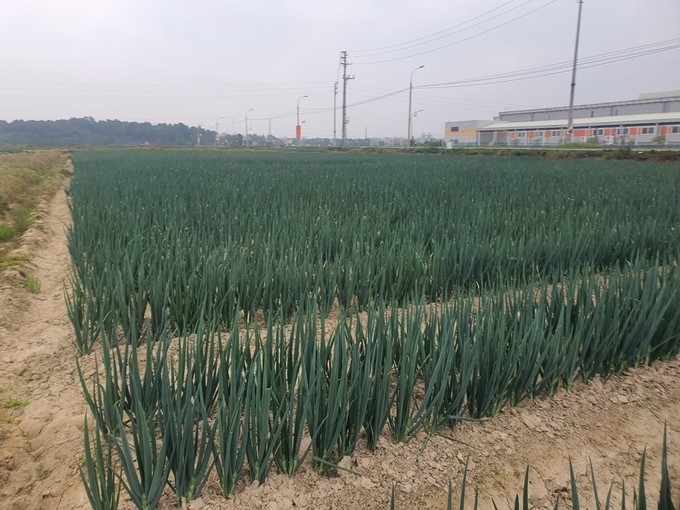 Paro Huk Keum Jang long green onions are grown in Van Duc, Gia Lam, Hanoi. Photo: Hai Tien.