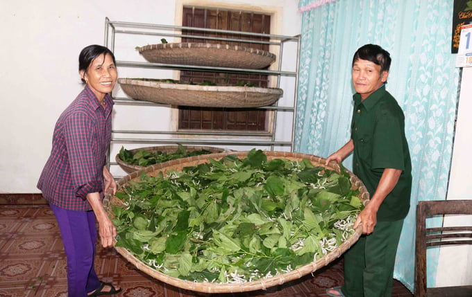 Nghề trồng dâu nuôi tằm, nhất là tằm thực phẩm hiện đang phát triển rất tốt ở Nghệ An. Ảnh: Huy Thư.