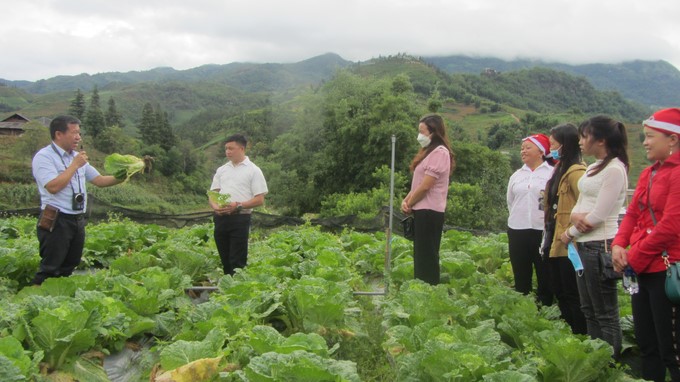 Korean napa cabbage is grown in Sapa, Lao Cai. Photo: Hai Tien.