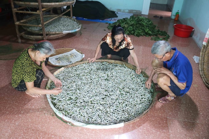 Gia đình ông Phạm Giang Nam vừa nuôi tằm, vừa cung cấp trứng tằm giống cho nông dân. Ảnh: Huy Thư.
