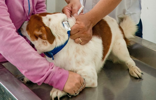 Để phòng chống bệnh dại, cơ quan chuyên môn đang nỗ lực tiêm vacxin cho chó, mèo. Ảnh: KS.