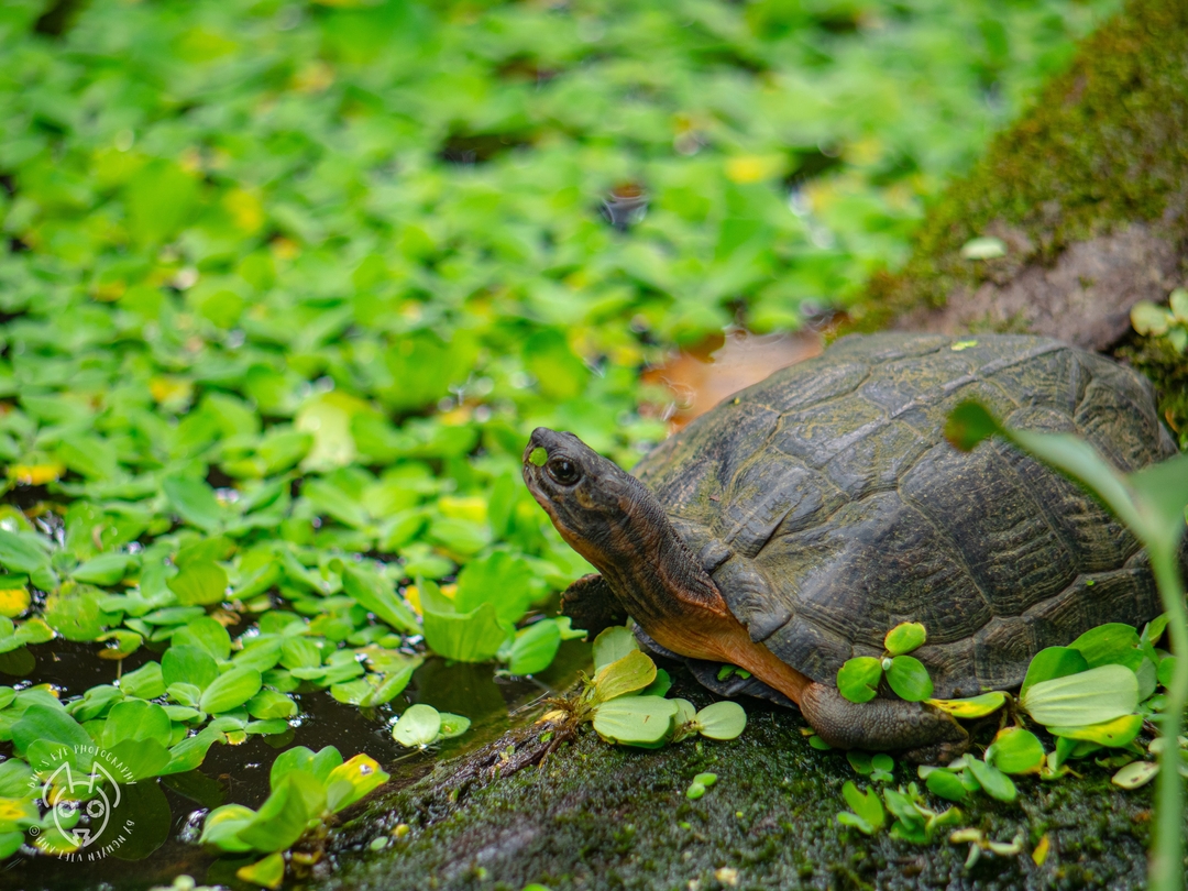 Raising turtles as pets also contains a high risk of infection, and the owner is also likely to be breaking the law. 