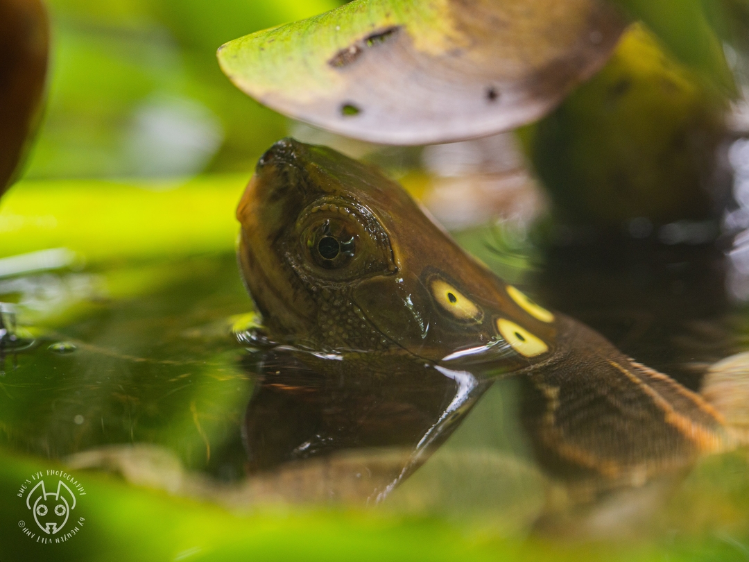 The overall objective of the program is to protect and sustainably develop Vietnam's endangered turtle populations and their habitats, contributing to the conservation of Vietnam's biodiversity.