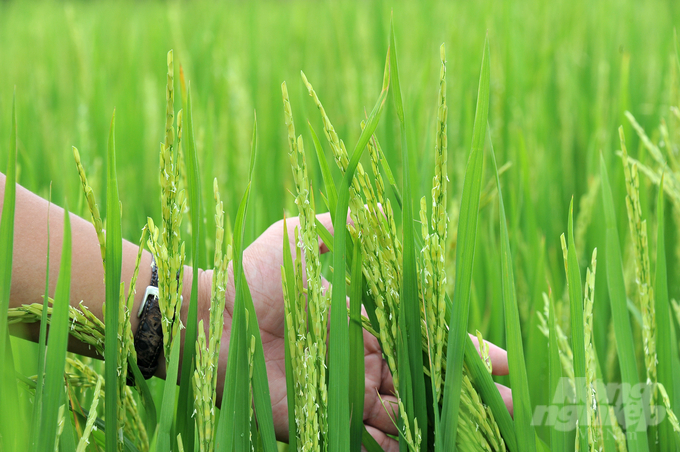 Vụ lúa hè thu 2023 ở TP Cần Thơ nhờ chủ động ứng dụng các tiến bộ kỹ thuật mới và bảo vệ lúa, hầu hết các ruộng lúa phát triển tốt, ít sâu bệnh. Ảnh: Lê Hoàng Vũ.