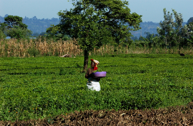 Workers picking tea leaves in Kenya.