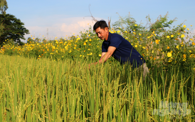Các mô hình canh tác lúa sinh thái ở Cần Thơ ngày càng được nông dân chú trọng áp dụng. Ảnh: Lê Hoàng Vũ.