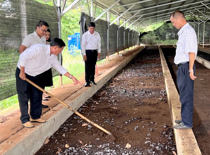 Bùn thải sinh học được sử dụng để nuôi trùn quế ở Công ty Cao su Bình Long. Ảnh: Thanh Sơn.
