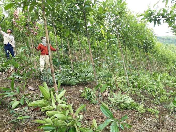 Diện tích trồng quế ở Bum Tở không ngừng tăng nhanh những năm gần đây nhờ nhiều lợi ích cả về kinh tế và môi trường. Ảnh: Hồng Nhung.