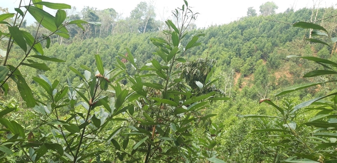 Cây quế không chỉ mang màu xanh trở lại với núi rừng, mà còn mở ra triển vọng cho thu nhập rất tốt và ổn định cho bà con. Ảnh: Hồng Nhung.