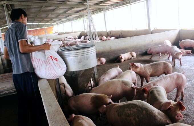 Pig farming in the form of a farm in Binh Thuan. Photo: Kim So.