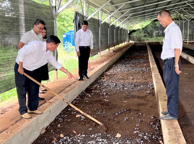 Biological sewage sludge is used to raise compost worms at Binh Long Rubber Company. Photo: Thanh Son.