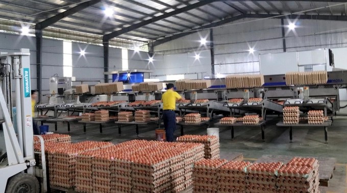 Viet TAFA Livestock Co., Ltd. invests in fully automatic egg-laying chicken farming in Binh, even taking eggs. Photo: Phuong Mai.