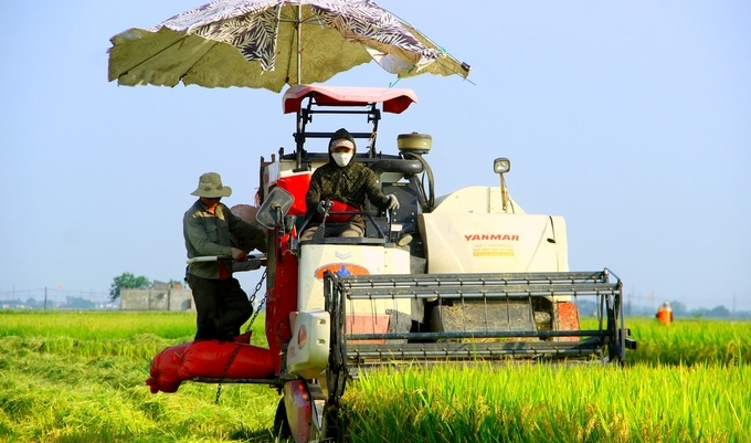 Vụ xuân năm nay, lúa ở Nghệ An rất sạch sâu bệnh, năng suất nhiều nơi đạt kỷ lục. Ảnh: Quang An.