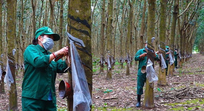 Rubber exploitation in Duc Linh district, Binh Thuan province Photo: Ngoc Lan.