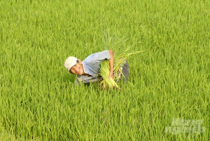 Nông dân trồng lúa ở An Giang cho biết, nhờ sử dụng sản phẩm NPK Cà Mau - công nghệ Polyphosphate, vụ đông xuân 2023, ruộng trình diễn cho năng suất 7,3 tấn/ha, cao hơn ruộng đối chứng 1,2 tấn/ha. Ảnh: Lê Hoàng Vũ.