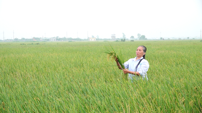 Mô hình thâm canh lúa cải tiến theo hướng hữu cơ tại xã Đại Cường cho hiệu quả kinh tế cao hơn hẳn so với phương thức truyền thống. Ảnh: Quang Linh.