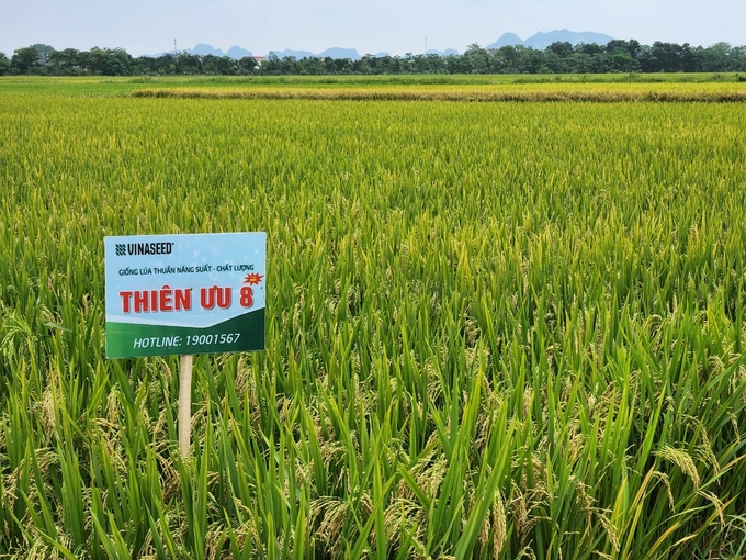 Giống lúa Thiên ưu 8 thế hệ mới có ưu điểm chống đổ tốt, chịu rét, chịu thâm canh, thích ứng rộng với nhiều vùng sinh thái. Ảnh: Quốc Toản.