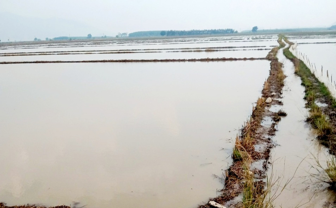 Hàng trăm ha lúa hè thu của nông dân Tánh Linh bị thiệt hại do mưa lớn. Ảnh: Thành Long.