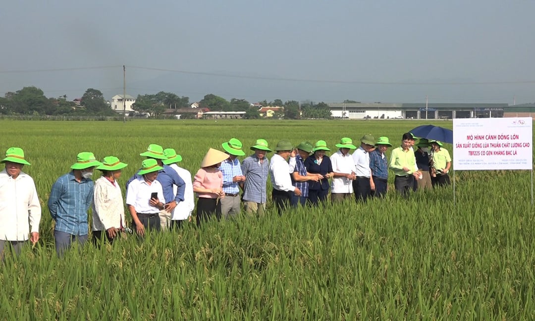 Cán bộ, người dân xã Minh Tân tham quan mô hình trồng giống lúa TBR225 có gen kháng bạc lá. Ảnh: Bá Thắng.