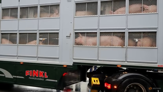 Một chiếc xe tải chở lợn đến nhà máy thịt Toennies sau khi mở cửa trở lại ở Rheda-Wiedenbrueck, Đức, ngày 16 tháng 7 năm 2020. Ảnh: REUTERS/Wolfgang Rattay.