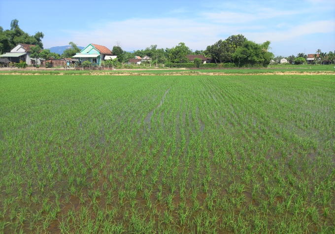 Cánh đồng lúa sạ cụm tại HTX nông nghiệp 2 Nhơn Thọ (thị xã An Nhơn, Bình Định). Ảnh: V.Đ.T.