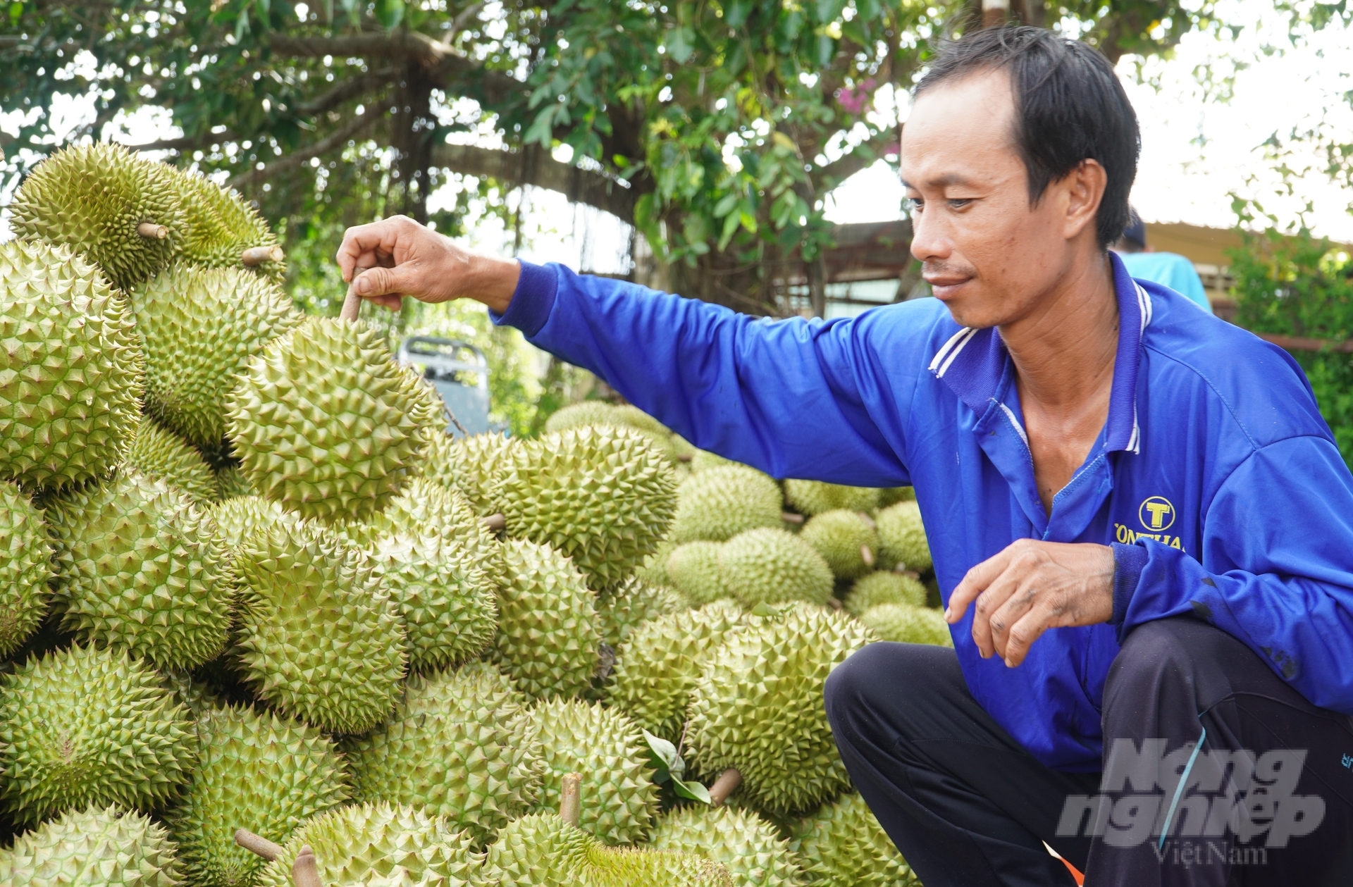 Hiện nay TP Cần Thơ đang bước vào mùa trái cây với nhiều sản phẩm có giá trị cao, tạo sức hút trên thị trường như sầu riêng, măng cụt... Ảnh: Kim Anh.
