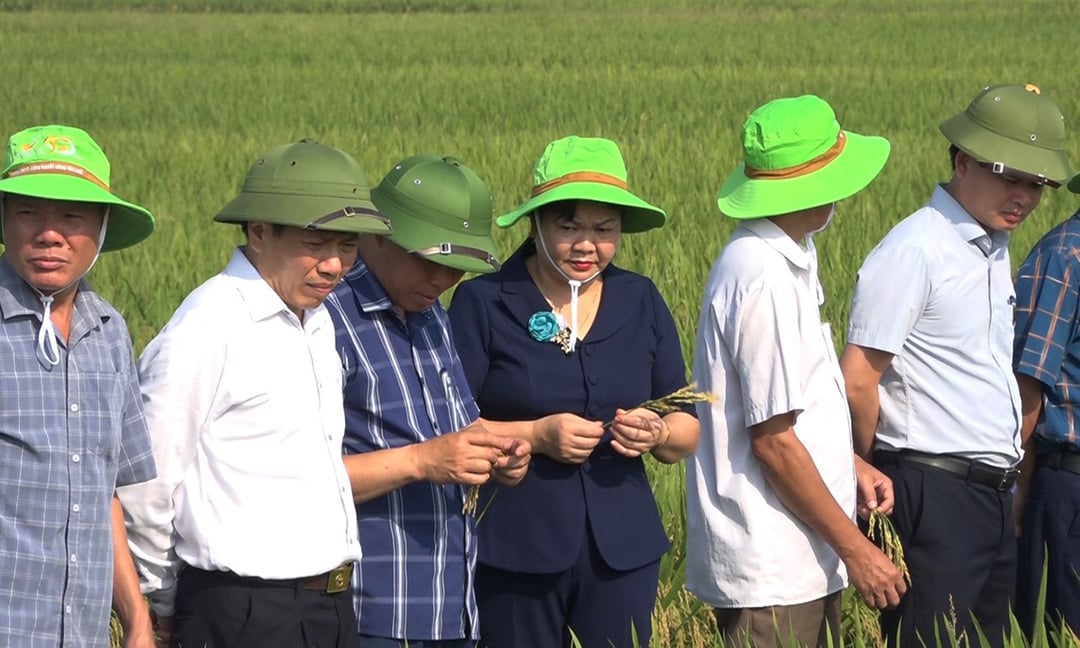Nông dân xã Minh Tân đánh giá cao giống lúa TBR225 có gen kháng bạc lá. Ảnh: Bá Thắng.
