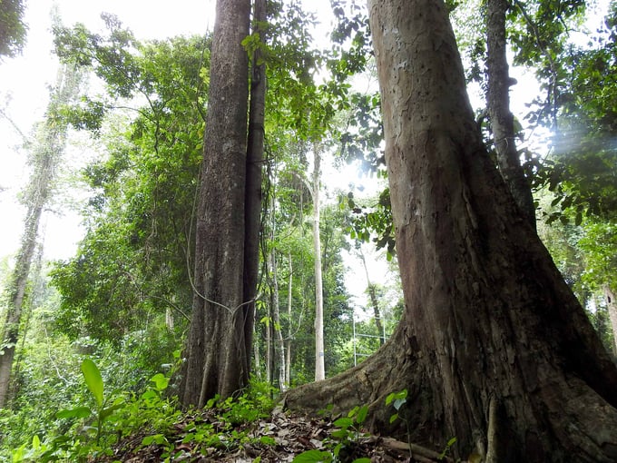 Khu rừng tự nhiên đang được Công ty Cao su Bình Long tích cực bảo tồn. Ảnh: Thanh Sơn.
