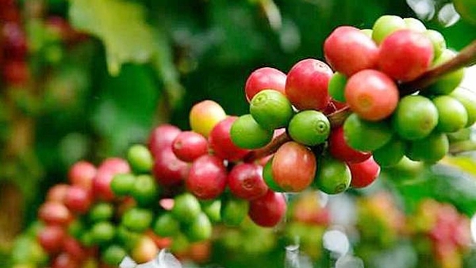 Update on the latest coffee market prices on 05/24/2023