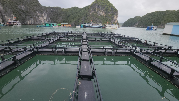 Lồng bè HDPE đã được nghiên cứu phù hợp môi trường nước nuôi trồng thủy sản ngọt, mặn, lợ. Rất nhiều công trình nghiên cứu khoa học cả Việt Nam và quốc tế chứng minh được tính hiệu quả trong ứng dụng lồng HDPE trong nuôi trồng thủy sản. Ảnh: Đinh Mười.