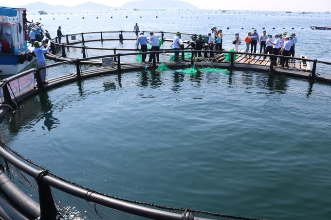 Lồng nuôi HDPE thủy sản vùng biển hở ở TP Cam Ranh, tỉnh Khánh Hòa. Ảnh: KS.