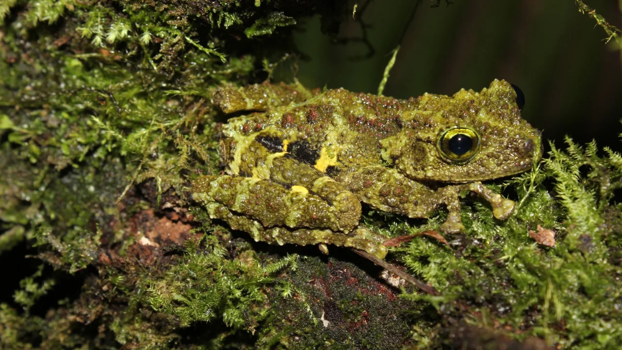 Theloderma khoii frog was found in the limestone forests of Northeast Vietnam.