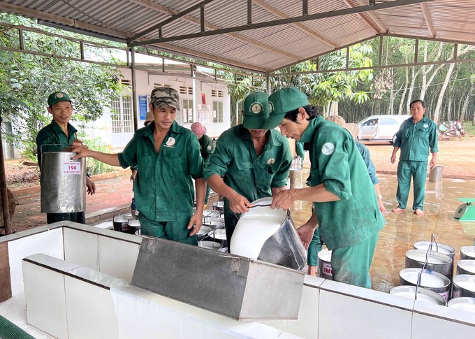 Workers import rubber latex at Quan Loi Farm, Binh Long Rubber Company. Photo: Thanh Son.