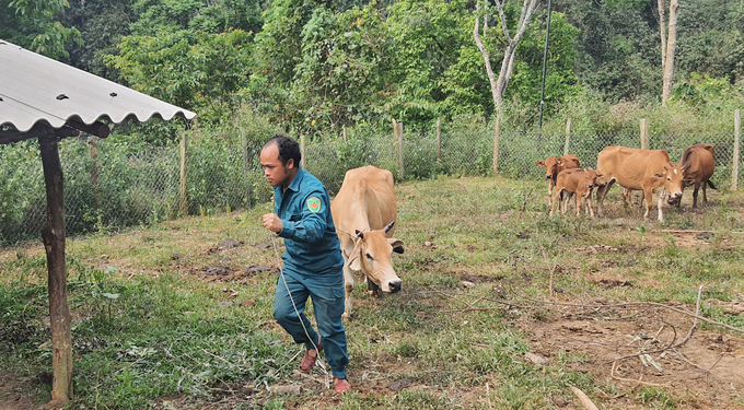 Villagers gathering their cows to vaccinate them against diseases. Photo: Tam Phung.