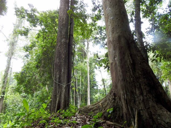 The natural forest is being actively conserved by Binh Long Rubber Company. Photo: Thanh Son.