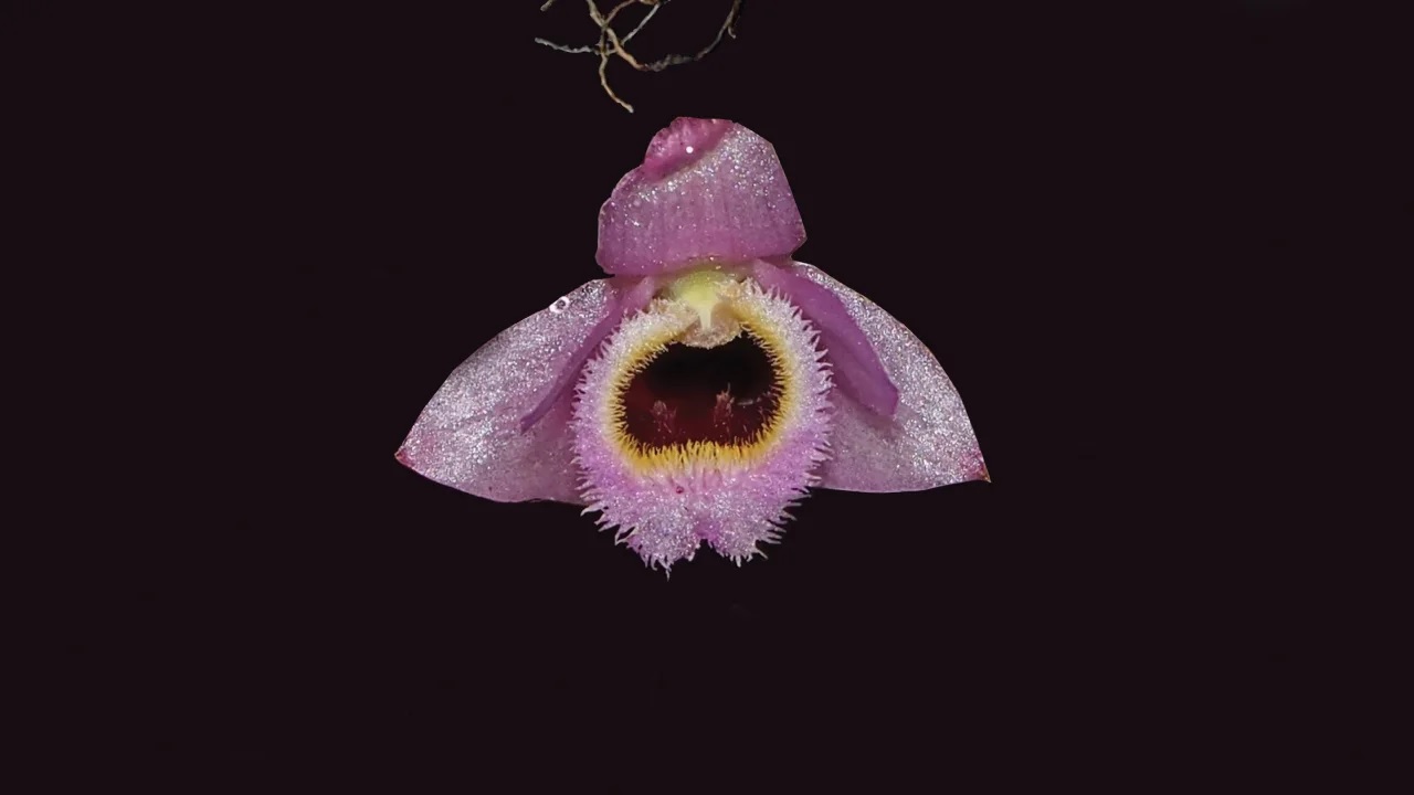 This brilliant pink orchid found in Laos resembles a character from 'The Muppet Show'.