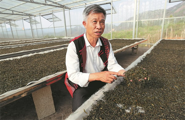Li Xingchang, an inheritor of making gongcha, or Pu'er tribute tea. Photo: Zhang Wei/China Daily